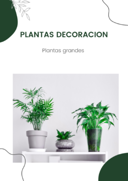 plantas grandes